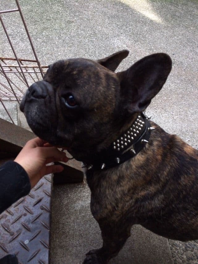 ゆき♥️  フレンチブルドッグ 確認画面♥️