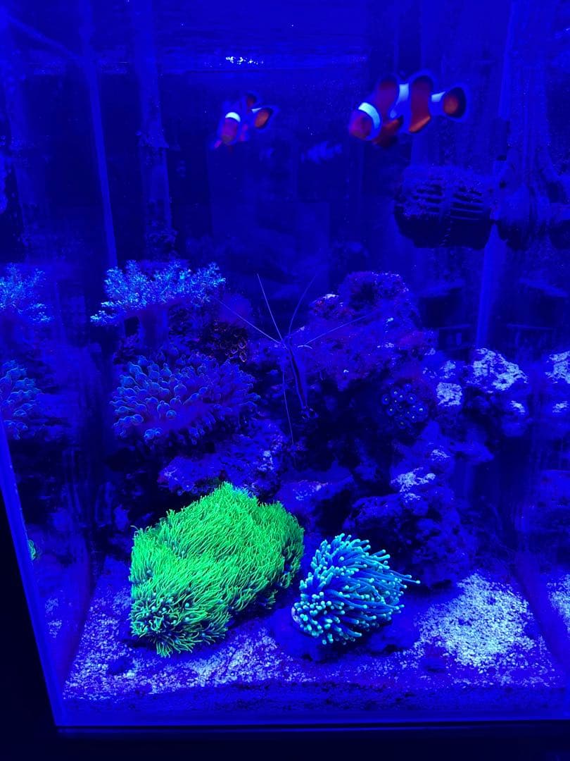 小型水槽 LED照明