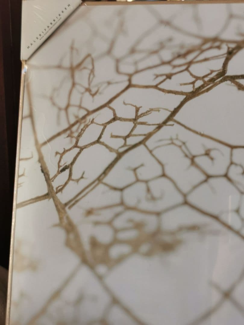 未開封デンマーク アートパネル マレリファブリケン 白木オーク リーフスケルトン