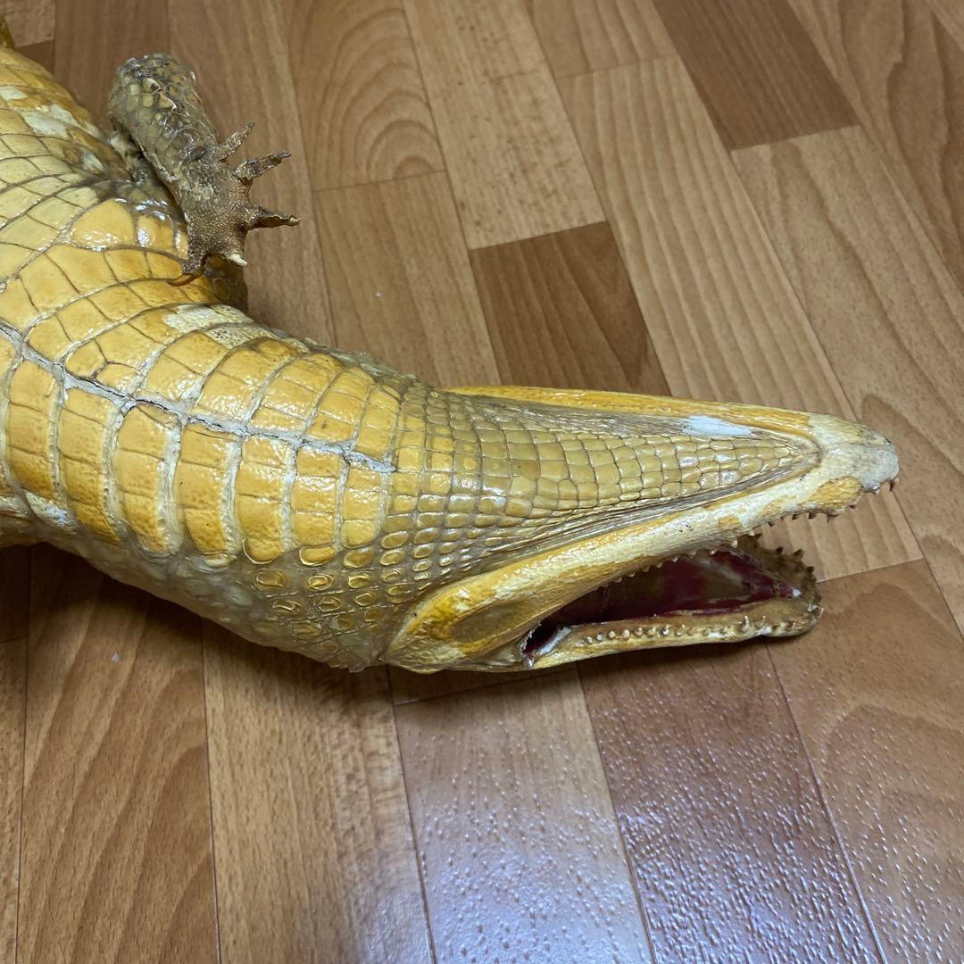 リアルワニ模型 約90cm