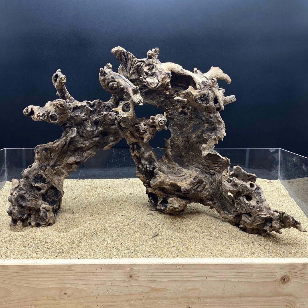 MJW-6618 ジンジャーウッド2本セット　天然流木　アクアリウム　爬虫類