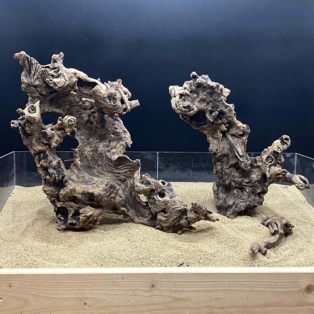 MJW-6618 ジンジャーウッド2本セット　天然流木　アクアリウム　爬虫類