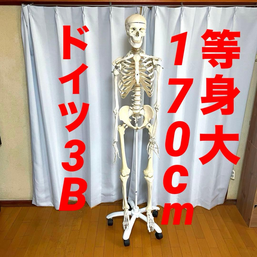 等身大 骨模型 3B 人体模型 ドイツ製 骸骨 骨格標本 オブジェ