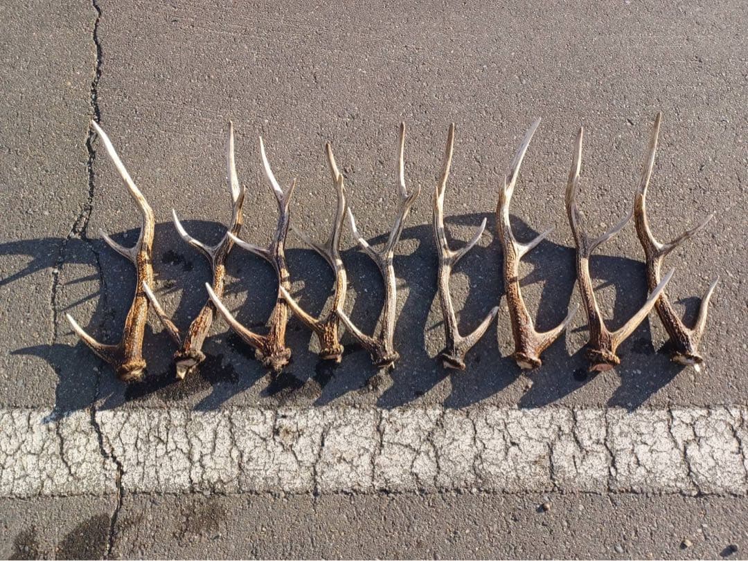鹿の角 16本セット 自然素材
