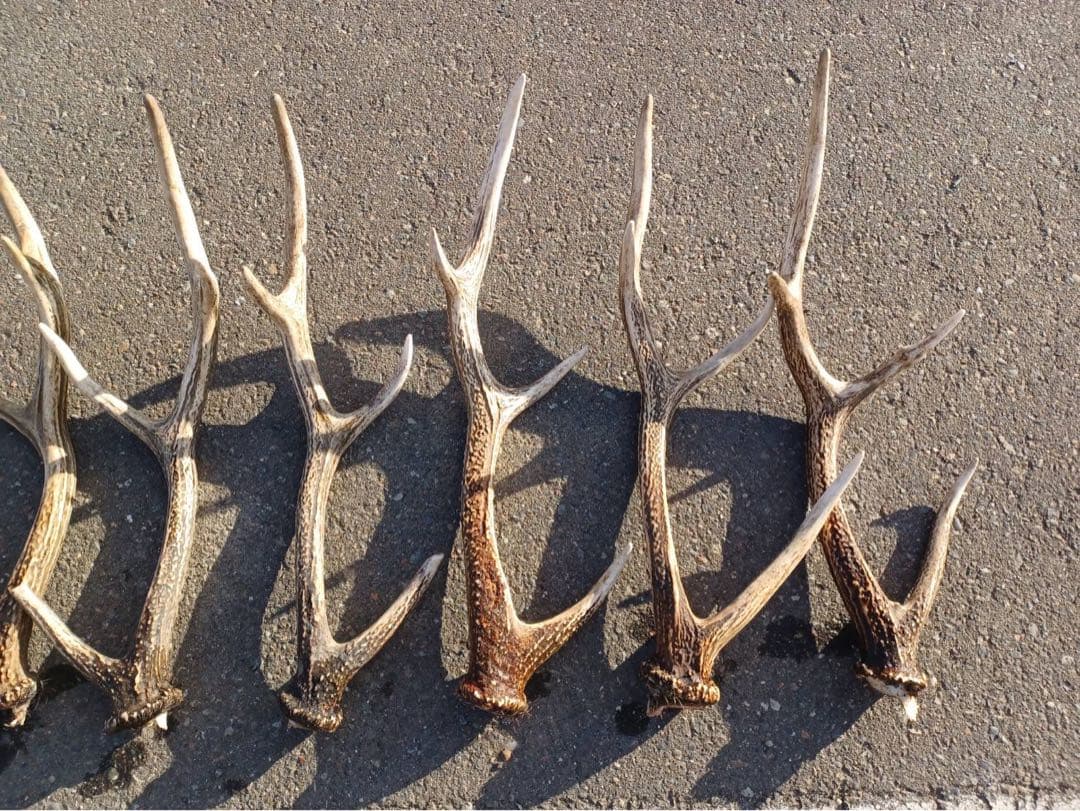鹿の角 16本セット 自然素材