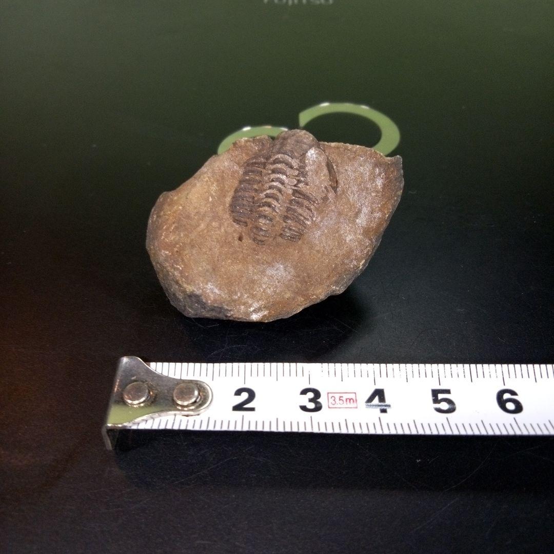 三葉虫　化石　fossil　ボリビア　trilobite　三葉虫綱　三葉虫管理①
