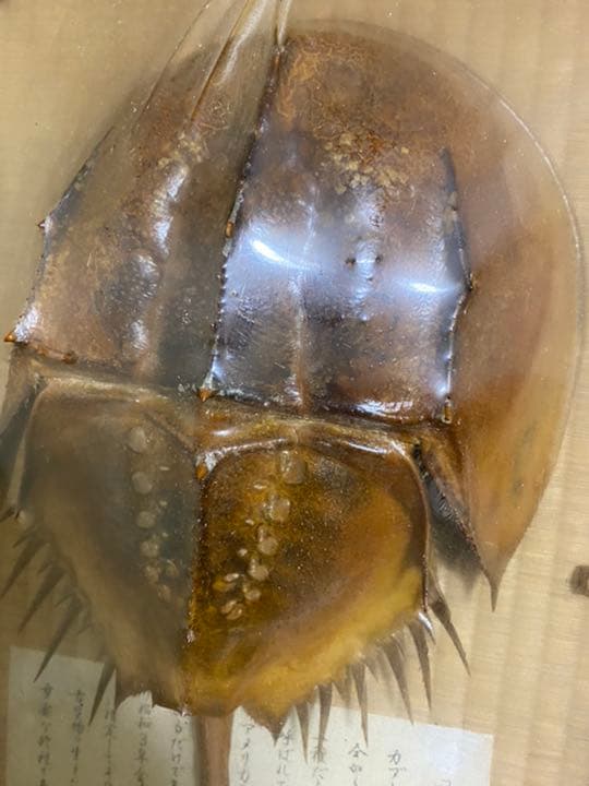 カブトガニ標本【天然記念物】