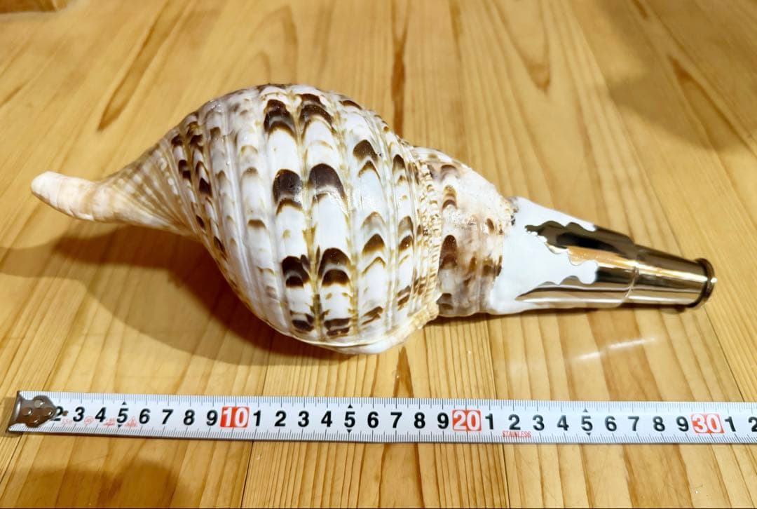 コンパクト修験道法螺貝　山伏　密教　魔除け　熊よけ❣️ほら貝　ホラガイ