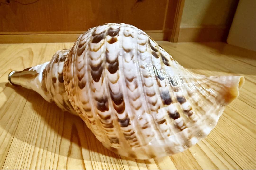 コンパクト修験道法螺貝　山伏　密教　魔除け　熊よけ❣️ほら貝　ホラガイ
