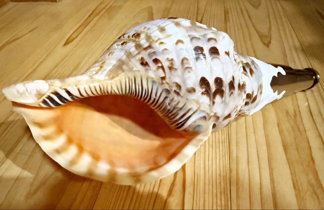 コンパクト修験道法螺貝　山伏　密教　魔除け　熊よけ❣️ほら貝　ホラガイ