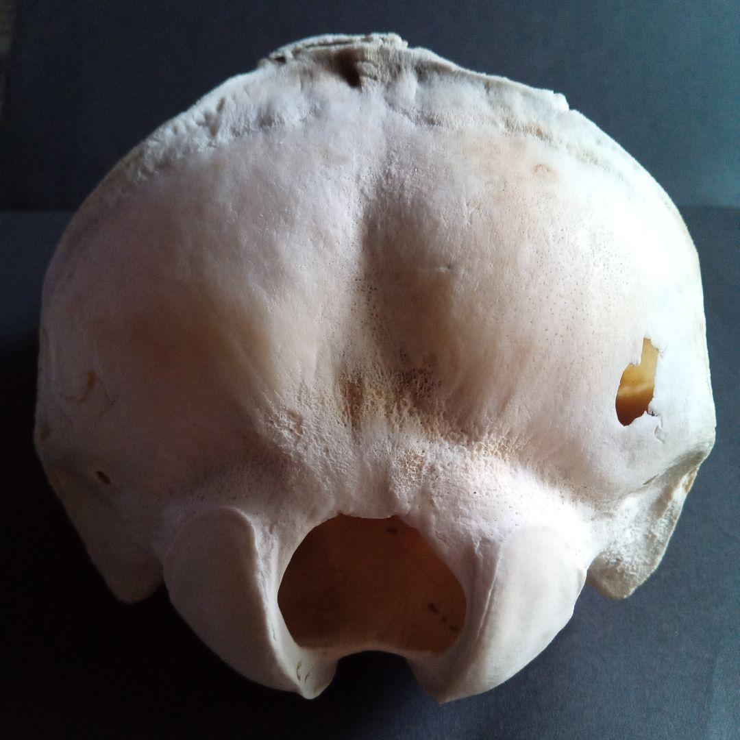 骨格標本　イルカ　頭骨　海棲哺乳類　極めて希少