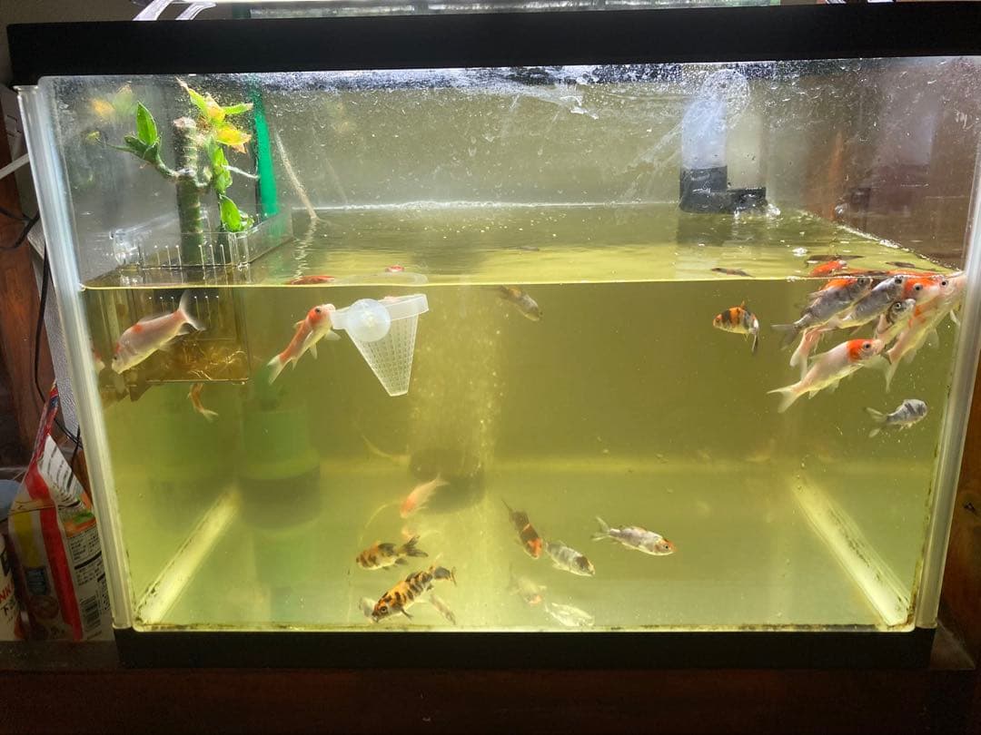 20kg業者様愛され高品質ろ材 納豆菌多孔質パワーボール20kg即時発送送料込み