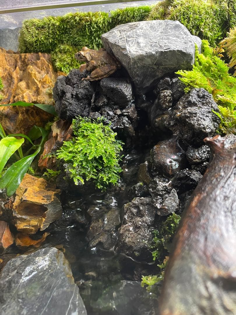 【ぴよぴよ】 滝と渓流のアクアテラリウム　30センチ水槽