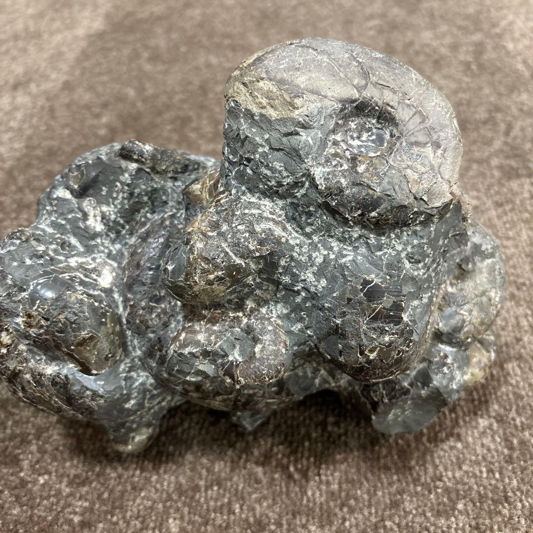 アンモナイト群集化石 コレクション 化石 北海道 三笠 日本