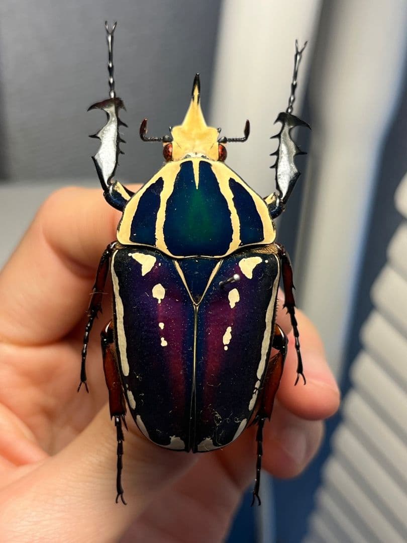 【59mm】ウガンデンシスオオツノカナブン 昆虫標本カナブンカブトムシクワガタゾ