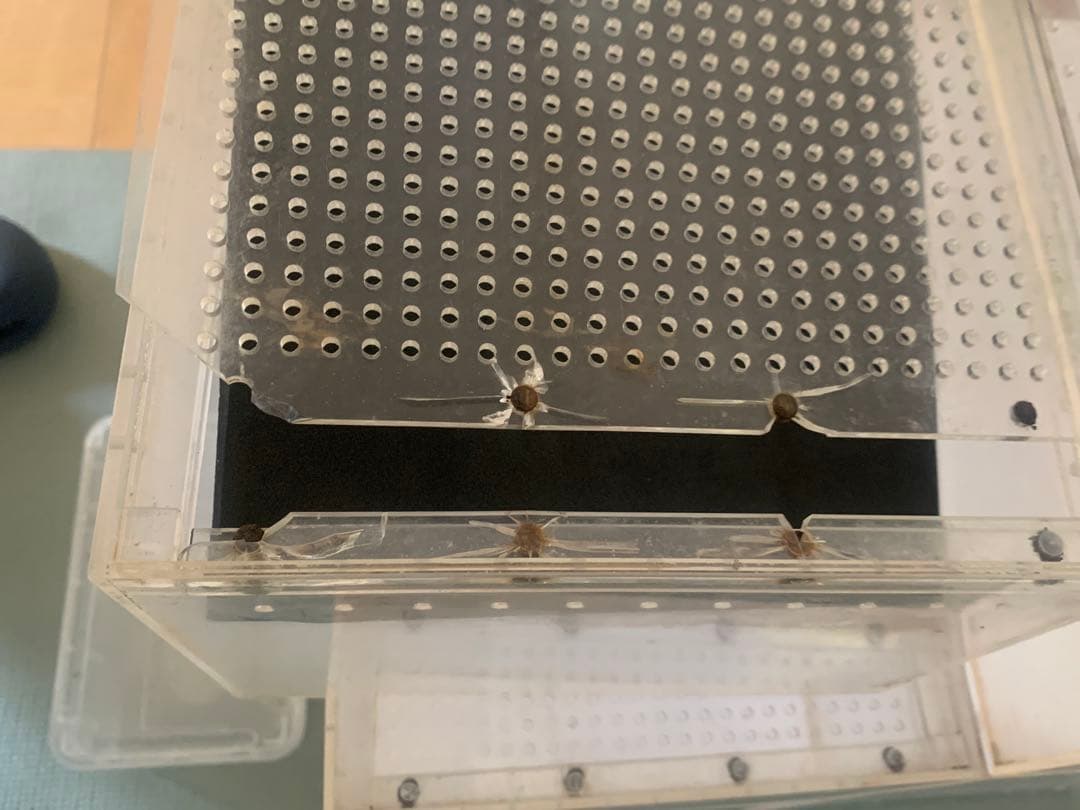 B*Y様 アクリル 多目的ケース レオパに最適‼️