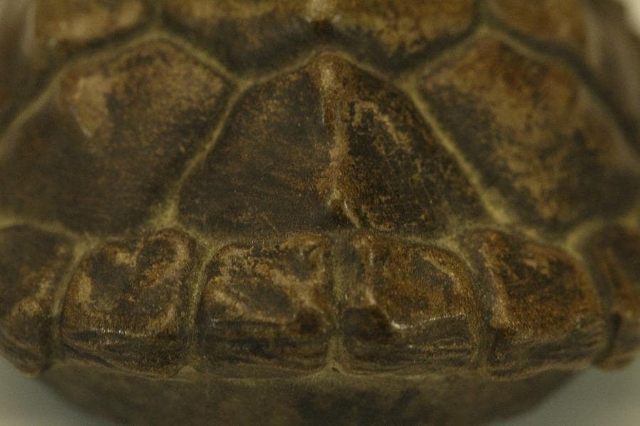 中国美術 紫泥 刻文字 亀甲羅 一対(HA532)