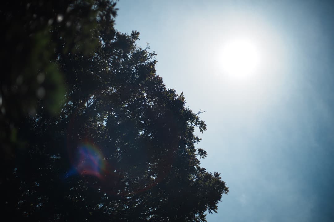 整&テ済 Carl Zeiss Planar 50mm F1.4 MMJ 356