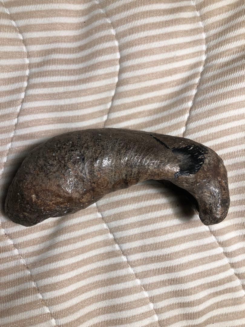 【貴重】クジラの耳骨　化石