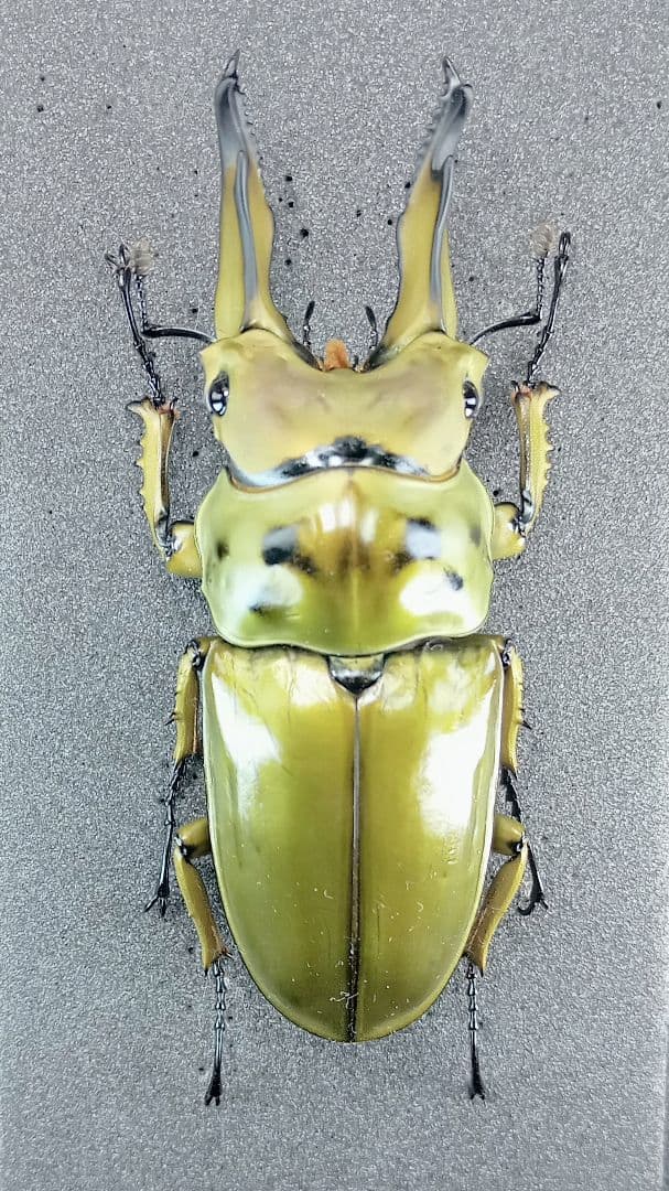 ※taye購入野外標本