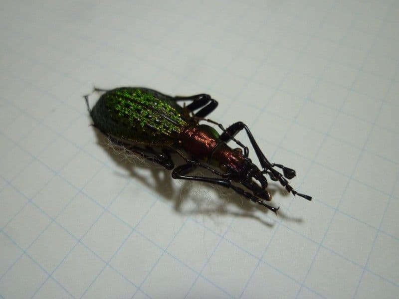 ホソクビナガオサムシ/韓国.智異山産【外国産オサムシ標本】