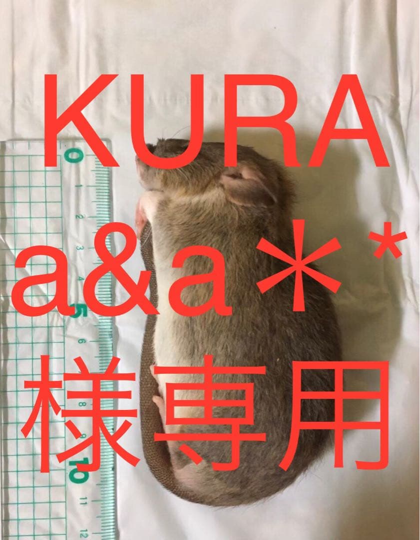 爬虫類・両生類のエサ M50 ML5