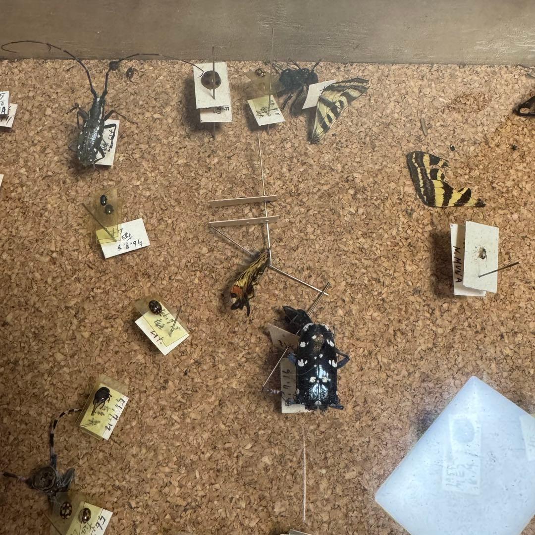 昆虫　標本　ジャンク品