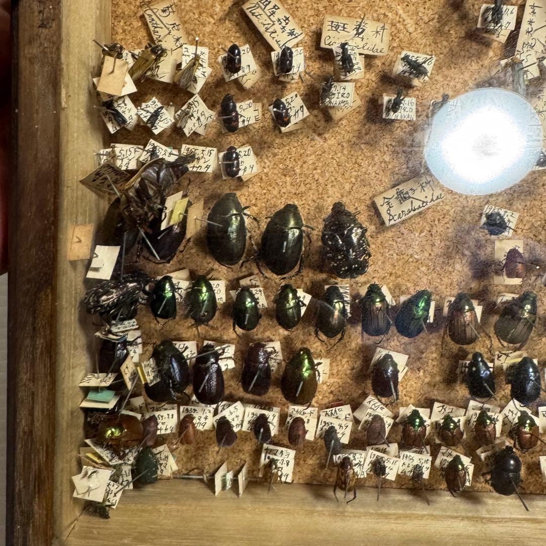 昆虫　標本　ジャンク品