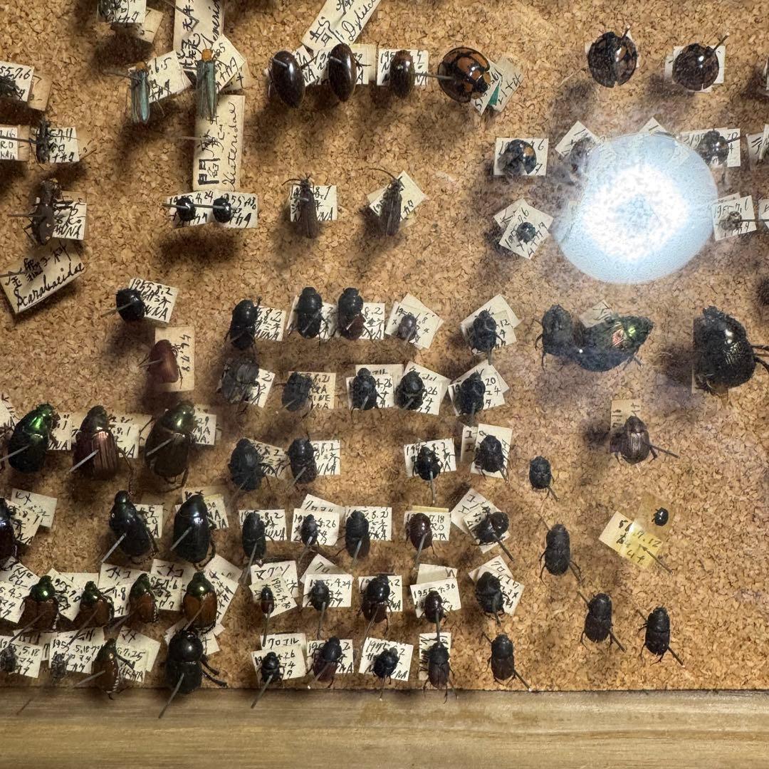 昆虫　標本　ジャンク品