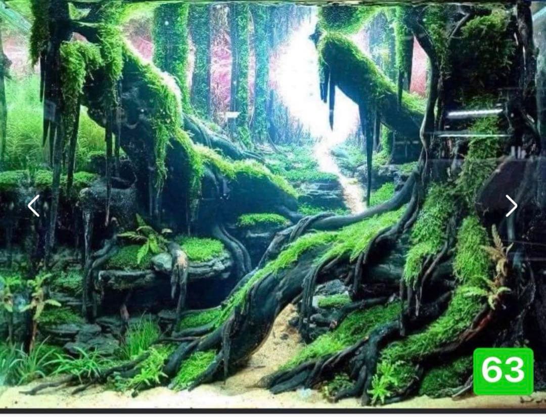 サンプル製品画像のセット。爬虫類ゲージ　。流木。水生植物。　流木 アクアリウム