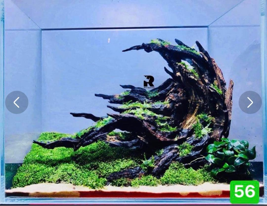 サンプル製品画像のセット。爬虫類ゲージ　。流木。水生植物。　流木 アクアリウム