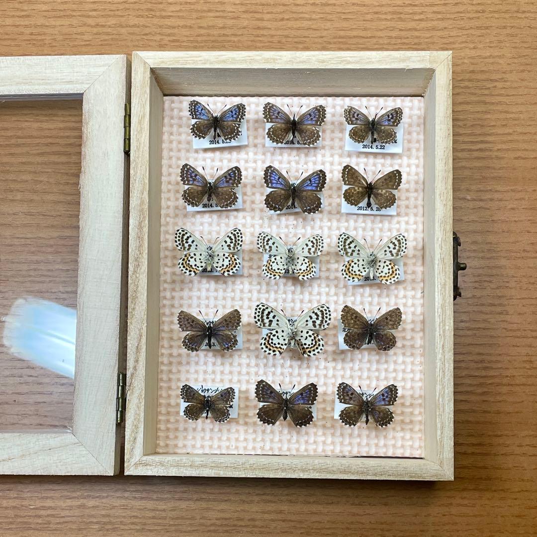 蝶標本　まる出品　カラフトタカネキマダラセセリとジョウザンシジミ