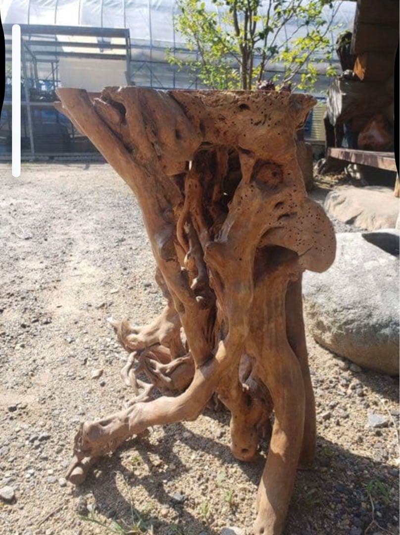 盆栽花台　根卓　ユニークな木製インテリアオブジェ m-NO210高さ60センチ