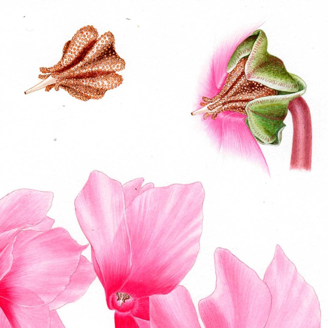【絵画】ボタニカルアート　「シクラメン」原画