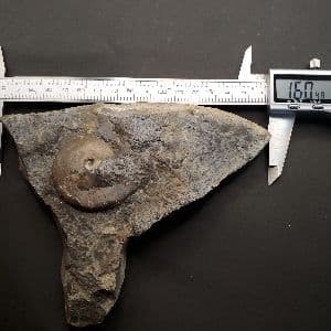 母岩付き アンモナイト 三畳紀 本物 ノルウェー産 168.48mm fan3