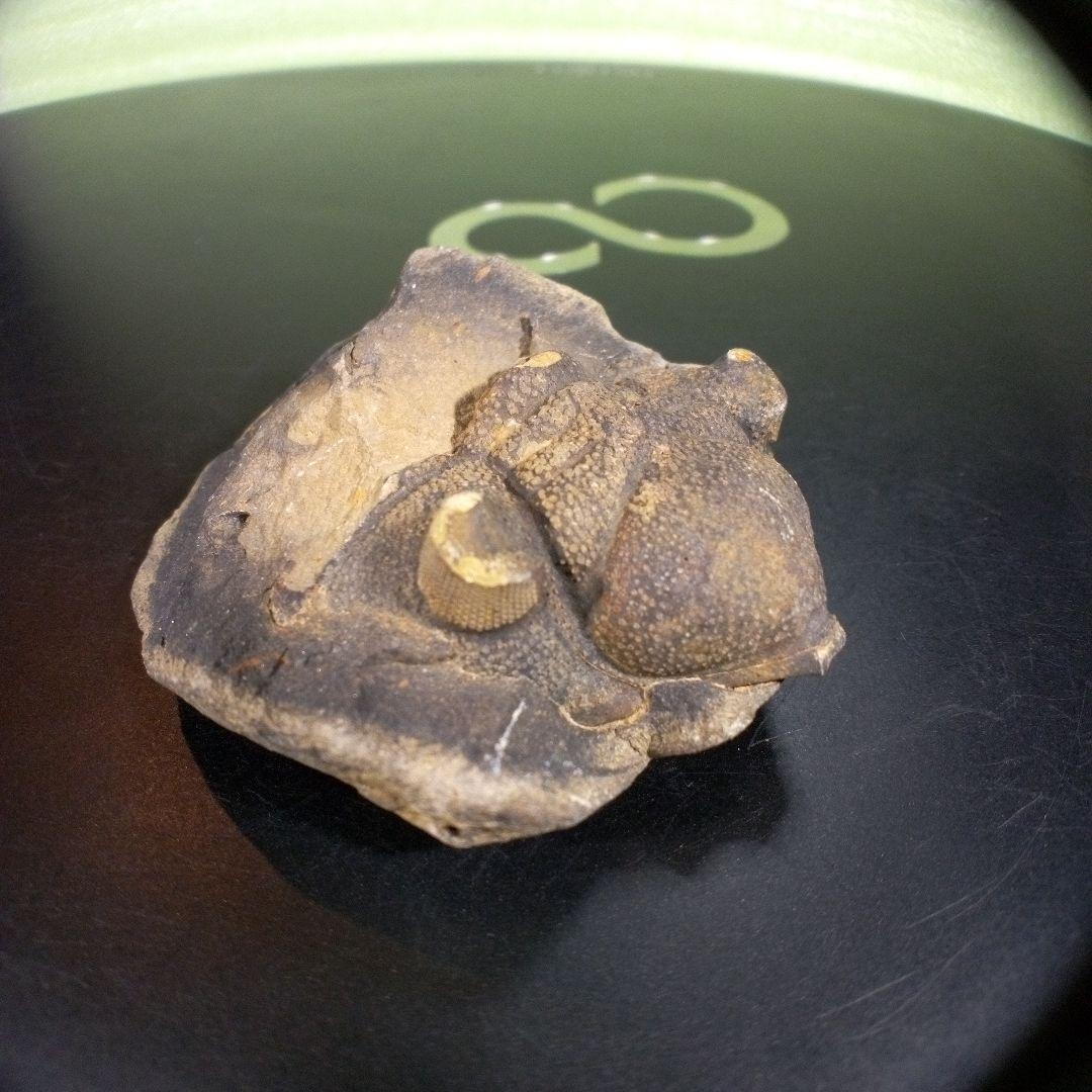 三葉虫　化石　fossil　海　ボリビア産　trilobite　ボリビア化石郡⑩