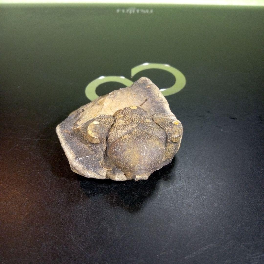 三葉虫　化石　fossil　海　ボリビア産　trilobite　ボリビア化石郡⑩