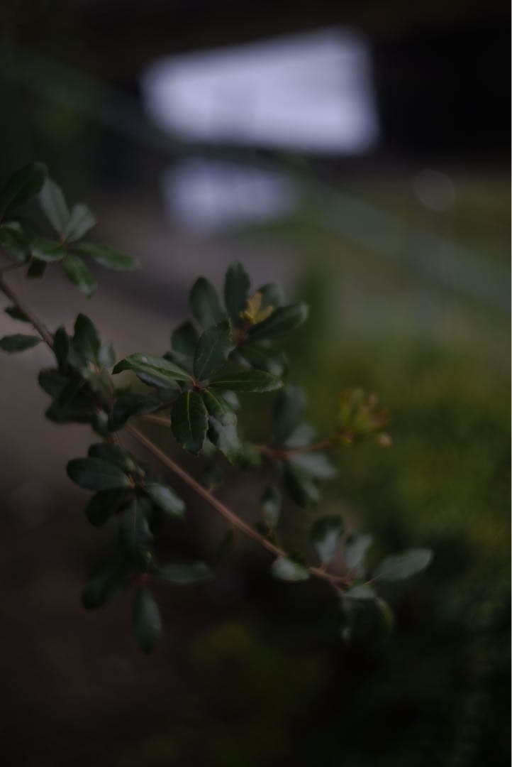 Rumi ライカ Summarit 50mm f1.5 Mマウント仕様