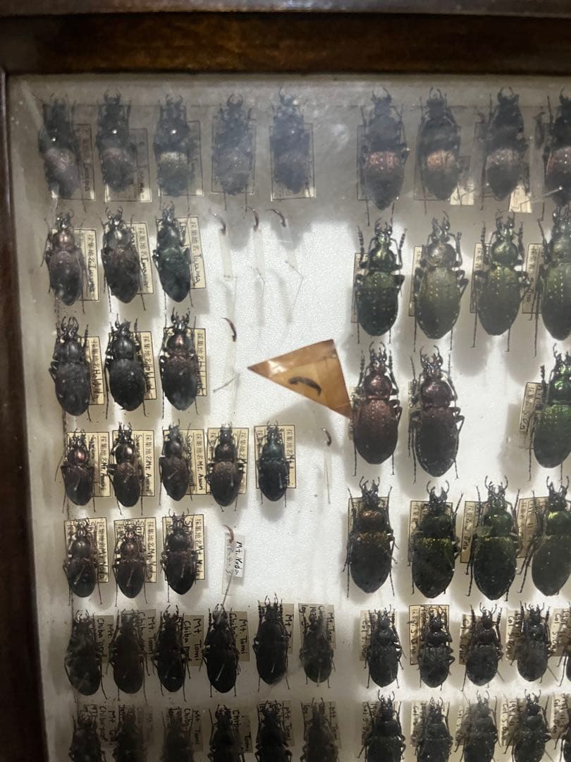 昆虫標本 オサムシ