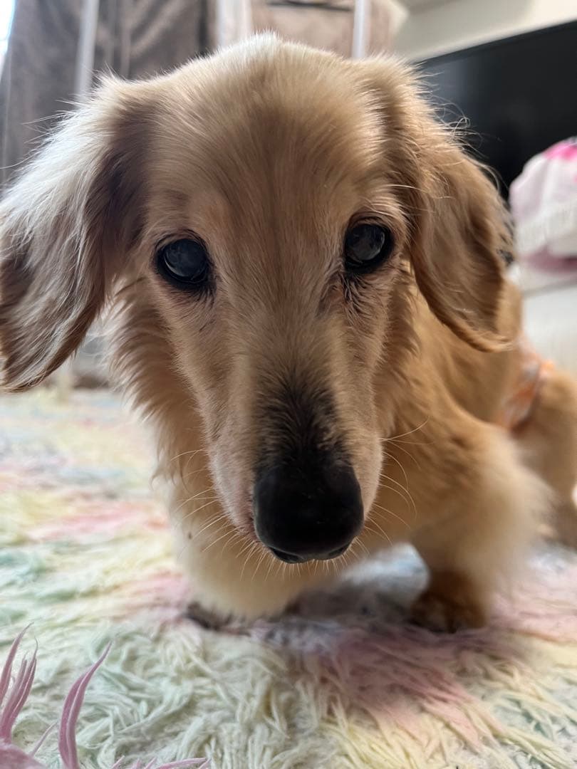 亡くなる2週間前しか見つからなくて…あとでまた追加しますm(_ _)m