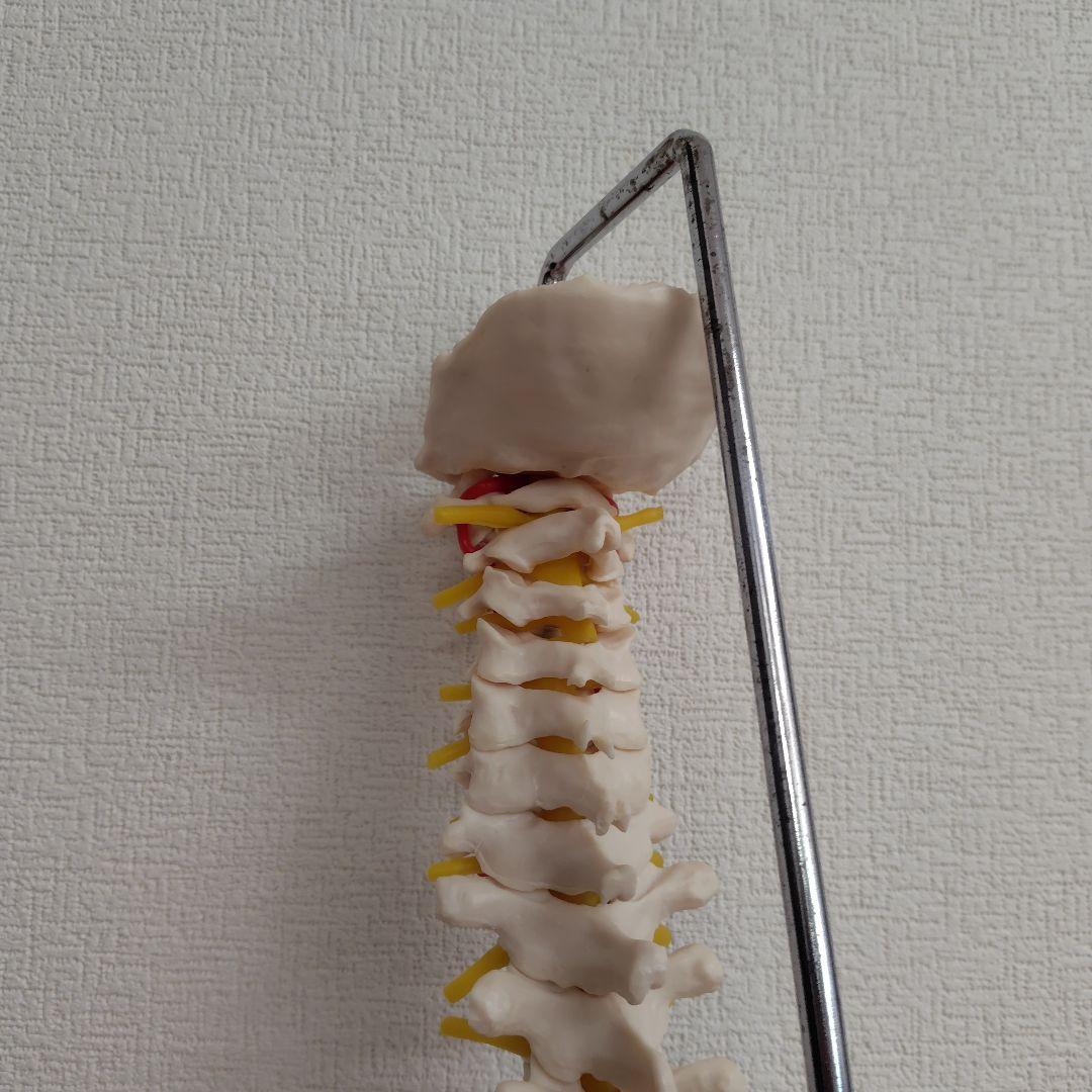骨格標本　骨格模型　脊柱模型 スタンド付き