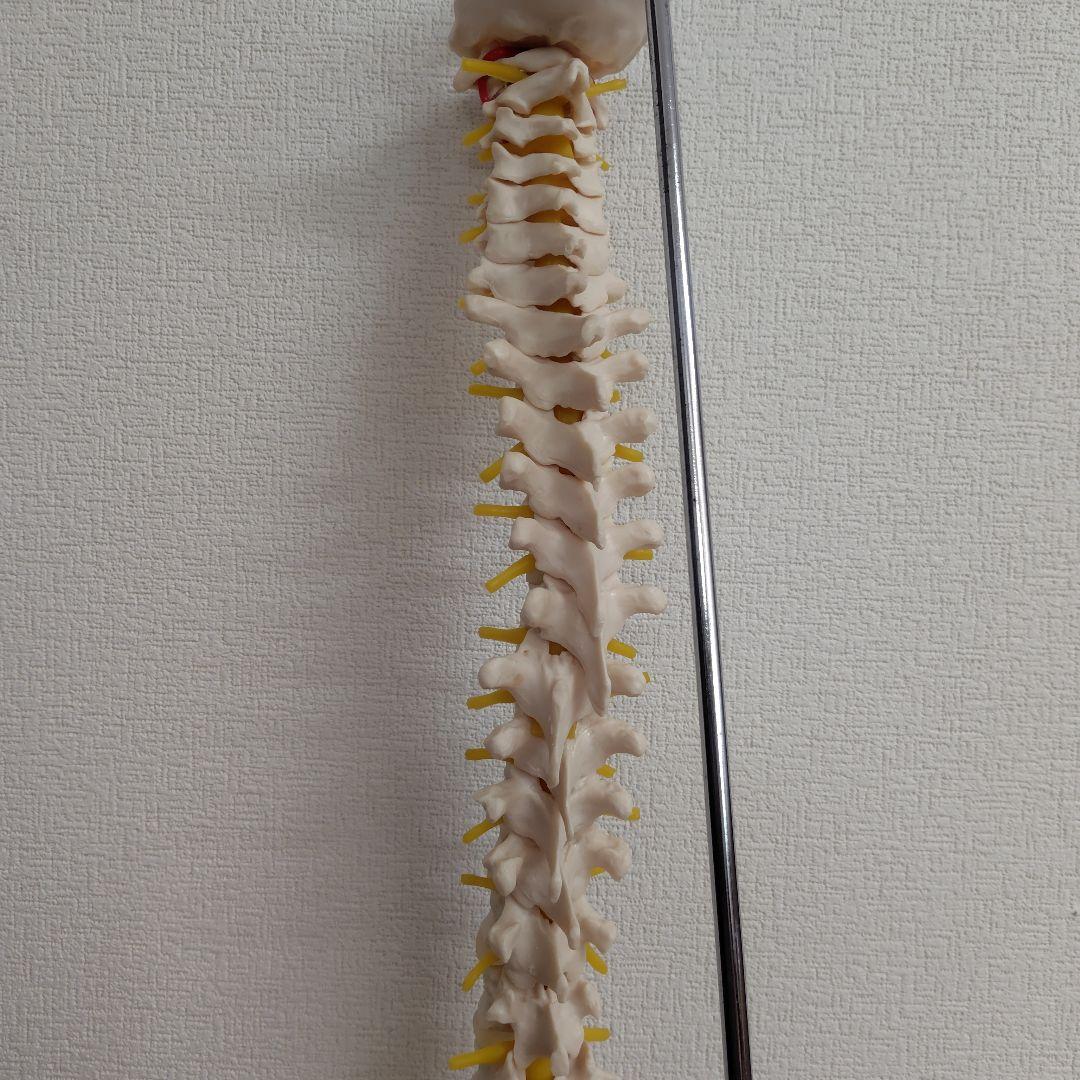 骨格標本　骨格模型　脊柱模型 スタンド付き