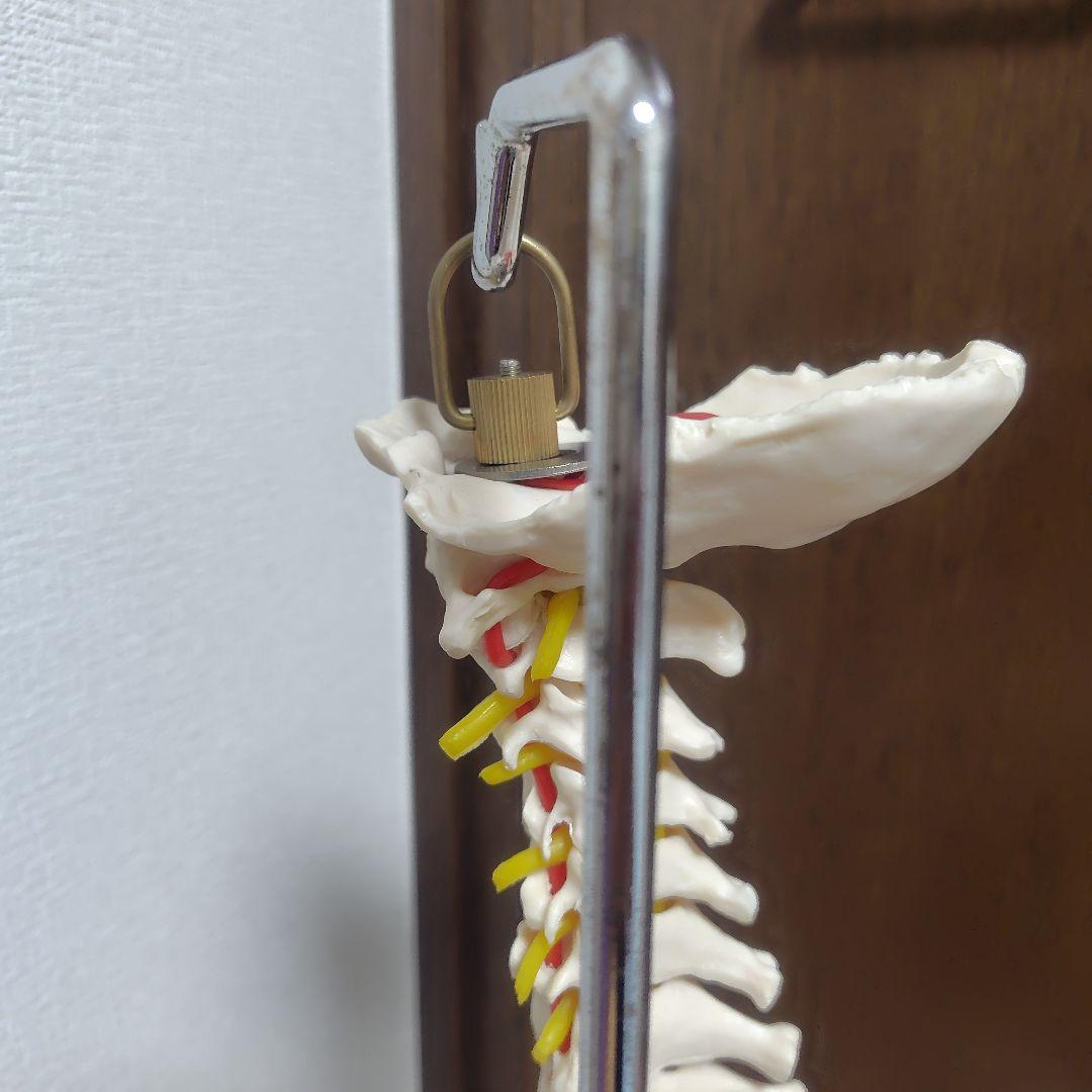 骨格標本　骨格模型　脊柱模型 スタンド付き