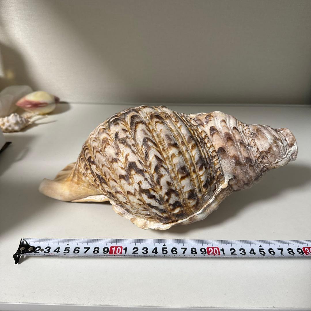 法螺貝 貝殻 標本 先端加工済み 約300mm