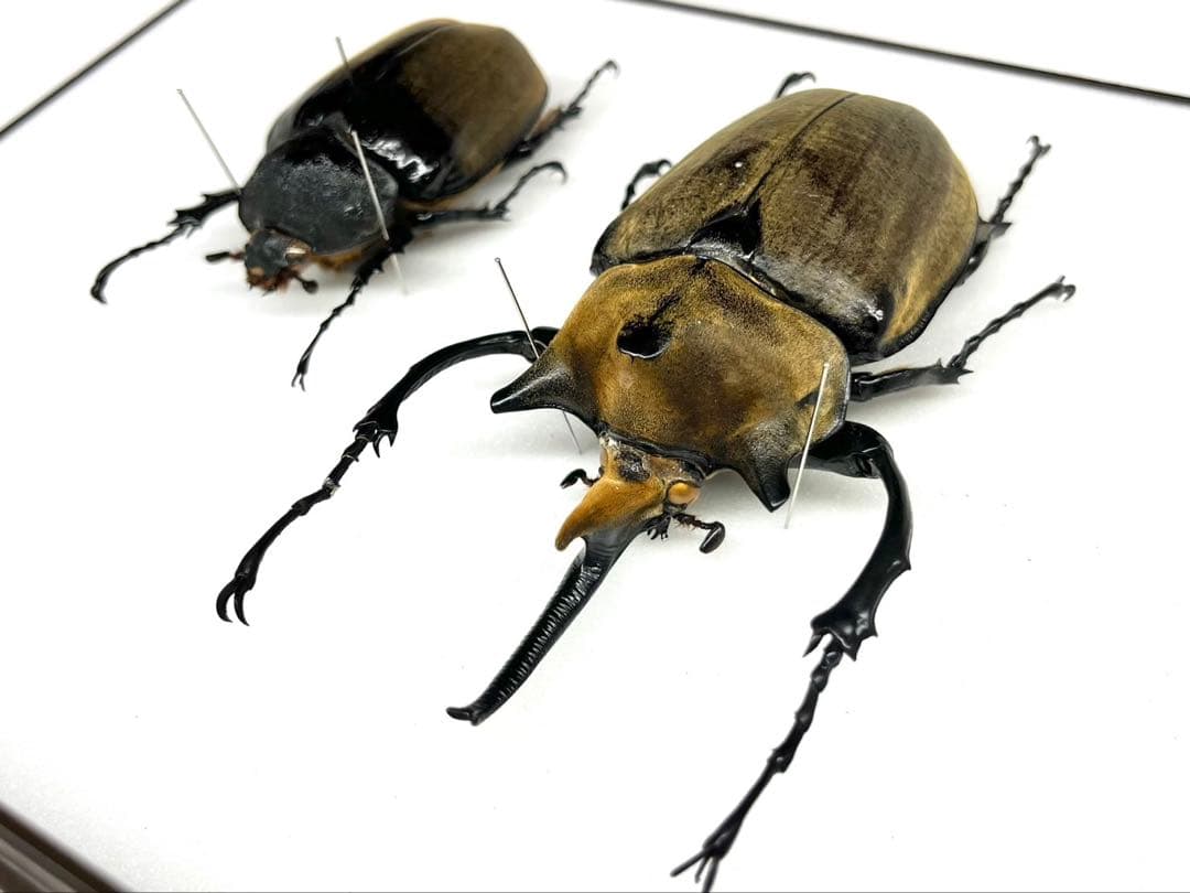 エレファスゾウカブト　122mm ペア　標本