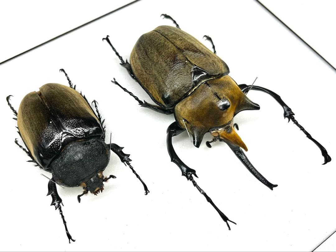 エレファスゾウカブト　122mm ペア　標本