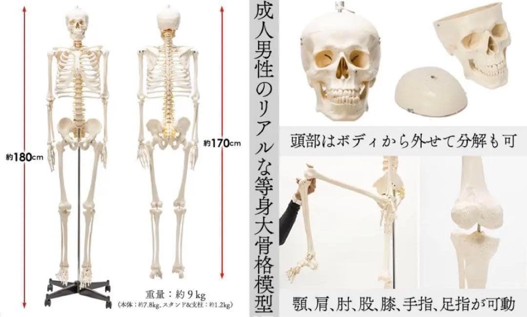 ⭐️新品⭐️等身大 人体模型 170cm神経根有り全身骨格模型 骨格標本