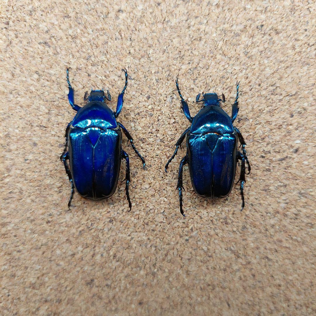 コエポン　ウガンデンシスオオツノカナブン　標本　+フクエアオカナブン　標本