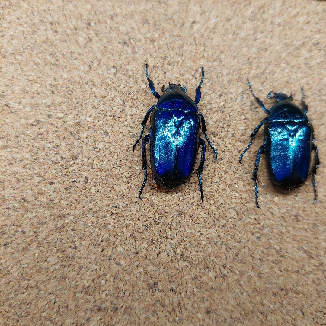 コエポン　ウガンデンシスオオツノカナブン　標本　+フクエアオカナブン　標本