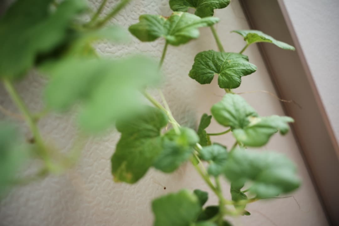 ズミクロン Summicron M50mm F2 2nd